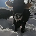 Farma Bauernhof Gfraser *