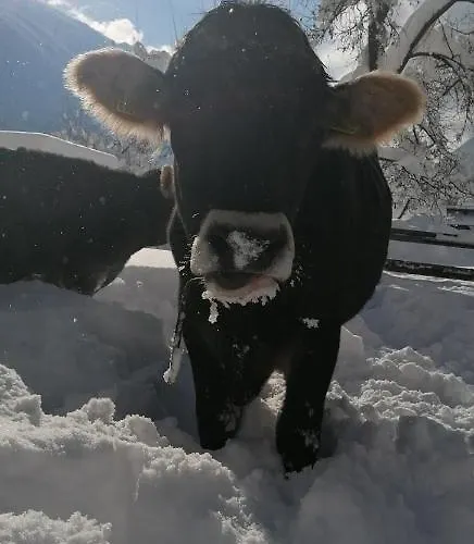 Farma Bauernhof Gfraser *